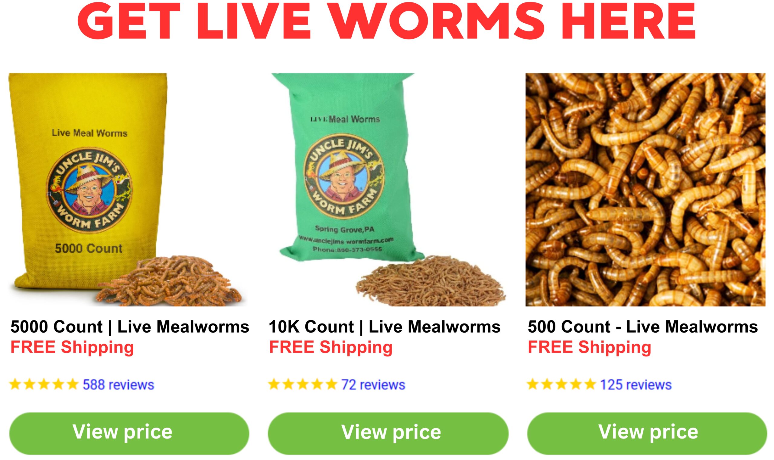 How Many Mealworms To Feed A Bearded Dragon | A Guide From Experts 2024