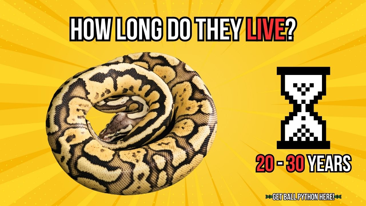 Ball Python Lifespan | How Long Do They Live?